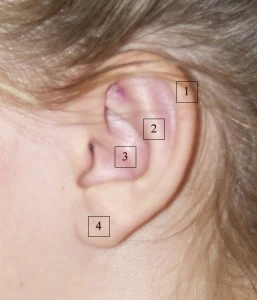 A close-up of a person's ear with numbers 1 to 4 marking different parts.