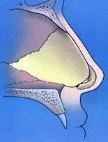 Illustration of a cross-section of a human nasal cavity, showing the nasal passages, septum, and surrounding structures against a blue background.